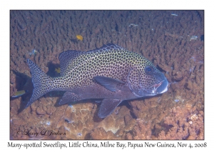 Many-spotted Sweetlips