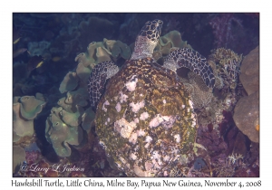 Hawksbill Turtle