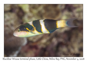 Blackbar Wrasse terminal phase