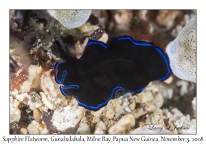 Sapphire Flatworm