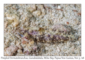 Pimpled Dermatobranchus