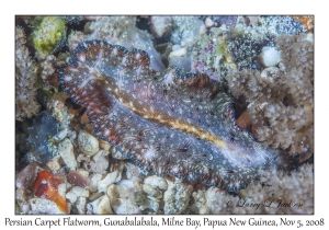 Persian Carpet Flatworm