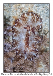 Flatworm Discodoris