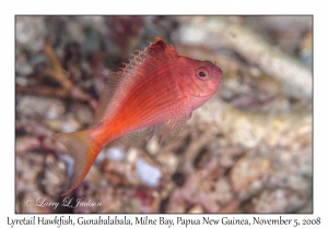 Lyretail Hawkfish