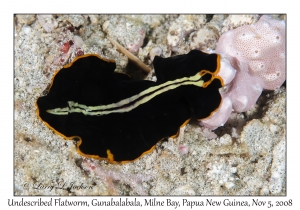 Undescribed Flatworm