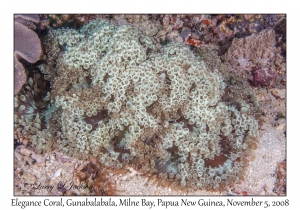 Elegance Coral