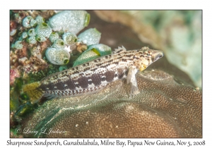 Sharpnose Sandperch