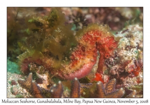 Moluccan Seahorse