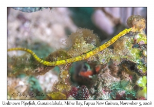 Unknown Pipefish