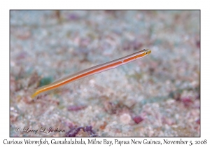 Curious Wormfish