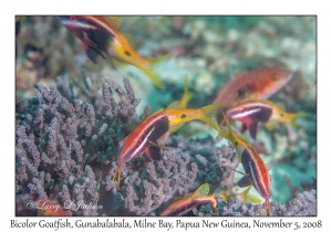 Bicolor Goatfish