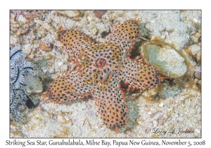 Striking Sea Star