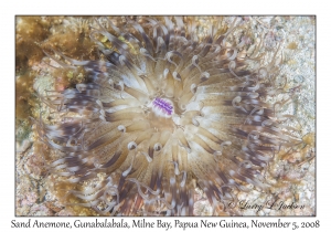 Sand Anemone