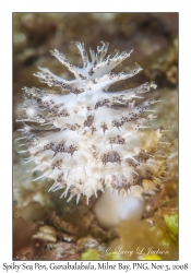 Unknown Sea Pen