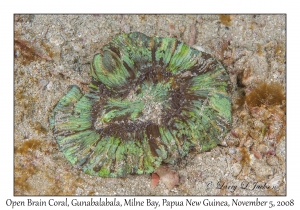 Open Brain Coral