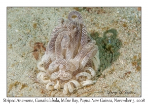 Striped Anemone