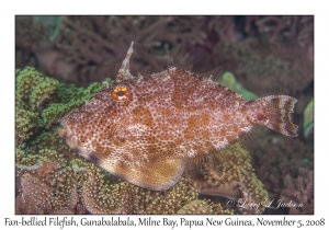 Fan-bellied Filefish