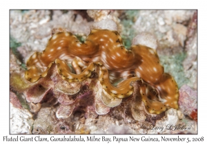 Fluted Giant Clam