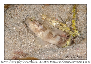 Barred Shrimpgoby