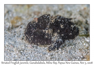 Striated Frogfish juvenile