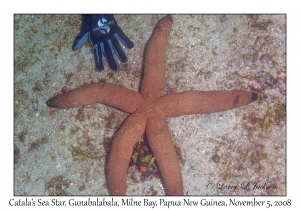 Catala's Sea Star