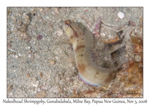 Nakedhead Shrimpgoby