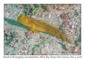 Banded Shrimpgoby