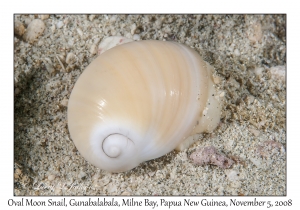 Oval Moon Snail