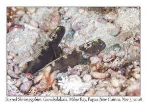 Barred Shrimpgoby