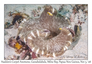 Haddon's Carpet Anemone