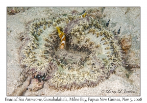 Beaded Sea Anemone