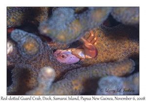 Red-dotted Guard Crab