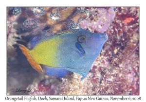 Orangetail Filefish