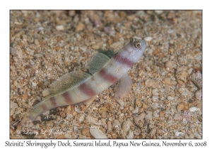 Steinitz' Shrimpgoby