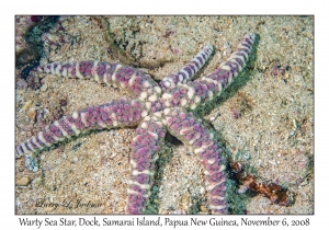 Warty Sea Star