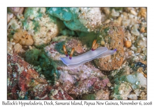 Bullock's Hypselodoris