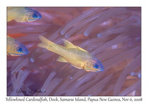 Yellowlined Cardinalfish