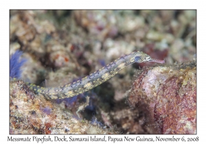 Messmate Pipefish