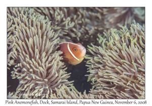 Pink Anemonefish