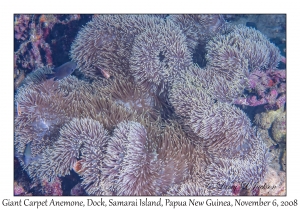 Giant Carpet Anemone