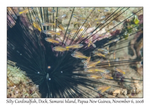 Silty Cardinalfish juveniles