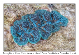 Boring Giant Clam