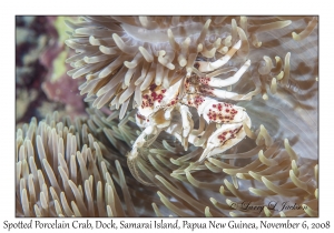 Spotted Porcelain Crab