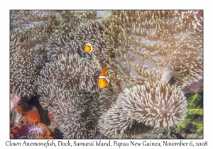 Clown Anemonefish