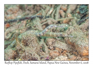 Reeftop Pipefish