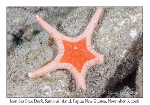 Icon Sea Star