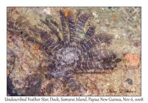 Feather Star