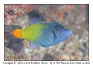 Orangetail Filefish