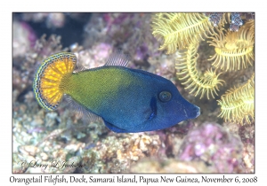 Orangetail Filefish