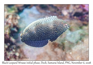 Black Leopard Wrasse intermediate phase